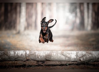 Dobermann 2 jahre