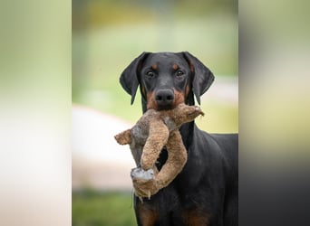 Dobermann 2 jahre