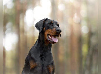 Dobermann 2 jahre