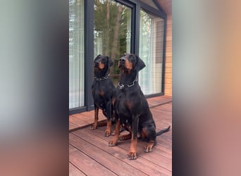 Dobermann 2 jahre