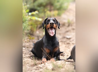 Dobermann 2 jahre