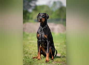 Dobermann 2 jahre