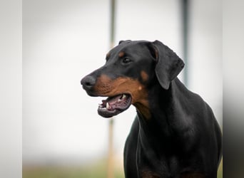 Dobermann 2 jahre
