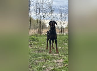Dobermann 2 jahre