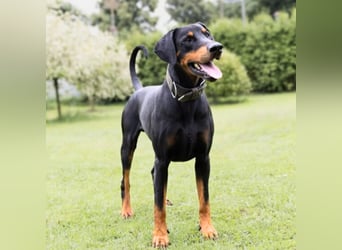 Metti - ist am liebsten immer dabei