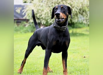 Metti - ist am liebsten immer dabei