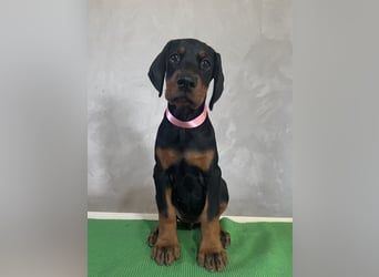 dobermann welpen