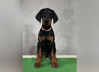 dobermann welpen