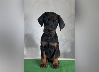 dobermann welpen
