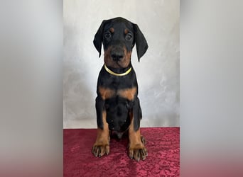 dobermann welpen