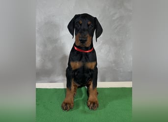 dobermann welpen