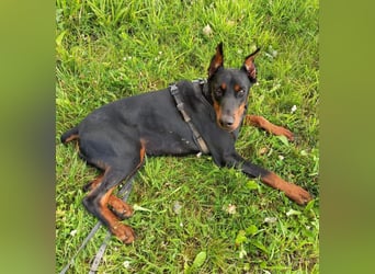 Enzo - kein einfacher Dobermann