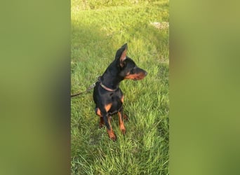 Enzo kein einfacher Dobermann