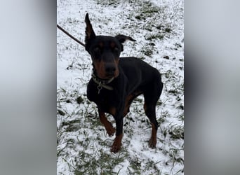 Enzo - kein einfacher Dobermann