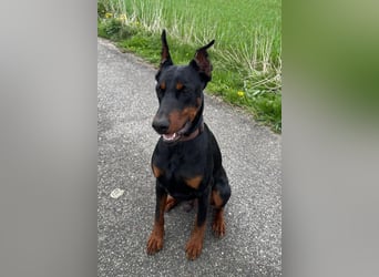 Enzo - kein einfacher Dobermann
