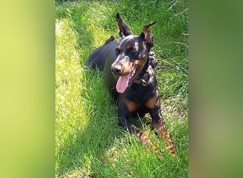 Enzo - kein einfacher Dobermann