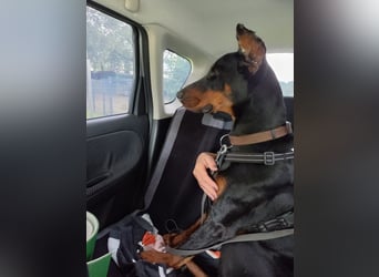 Enzo - kein einfacher Dobermann