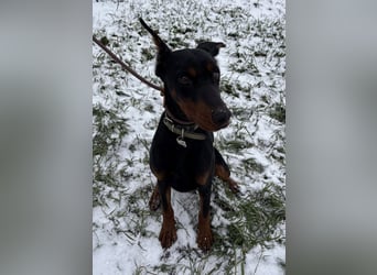 Enzo - kein einfacher Dobermann