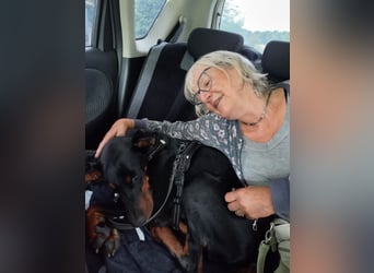 Enzo - kein einfacher Dobermann