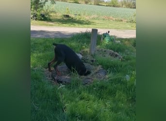 Enzo kein einfacher Dobermann