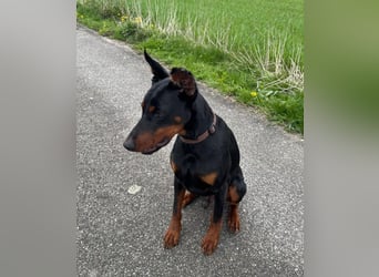 Enzo - kein einfacher Dobermann