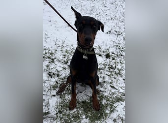 Enzo - kein einfacher Dobermann