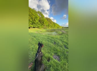 Enzo kein einfacher Dobermann