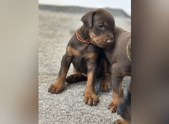 Brauner Dobermann Rüde aus international erfolgreicher FCI-Zucht – Nero di Angelo