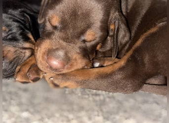 Brauner Dobermann Rüde aus international erfolgreicher FCI-Zucht – Nero di Angelo