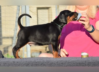 Brauner Dobermann Rüde aus international erfolgreicher FCI-Zucht – Nero di Angelo