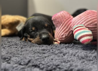 Dobermann Welpen  1  schwarzer Rüde und 1 schwarze Hündin verfügbar