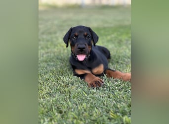Brauner Dobermann Rüde aus international erfolgreicher FCI-Zucht – Nero di Angelo