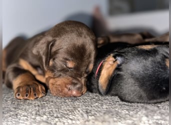 Brauner Dobermann Rüde aus international erfolgreicher FCI-Zucht – Nero di Angelo