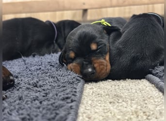 Dobermann Welpen  1  schwarzer Rüde und 1 schwarze Hündin verfügbar