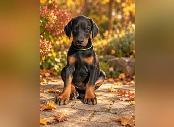 Dobermann Welpen  1  schwarzer Rüde und 1 schwarze Hündin verfügbar