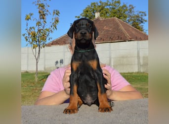 Dobermann Welpen  1  schwarzer Rüde und 1 schwarze Hündin verfügbar