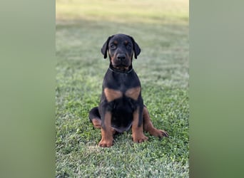 Brauner Dobermann Rüde aus international erfolgreicher FCI-Zucht – Nero di Angelo
