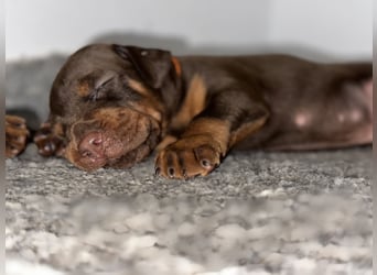 Brauner Dobermann Rüde aus international erfolgreicher FCI-Zucht – Nero di Angelo