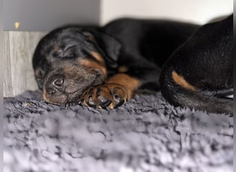 Dobermann Welpen  1  schwarzer Rüde und 1 schwarze Hündin verfügbar
