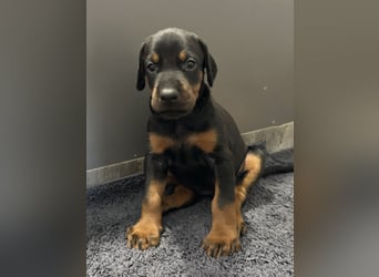Dobermann Welpen  1  schwarzer Rüde und 1 schwarze Hündin verfügbar
