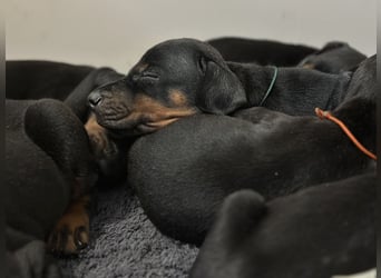 Dobermann Welpen  1  schwarzer Rüde und 1 schwarze Hündin verfügbar