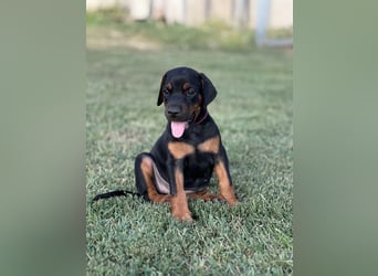 Brauner Dobermann Rüde aus international erfolgreicher FCI-Zucht – Nero di Angelo