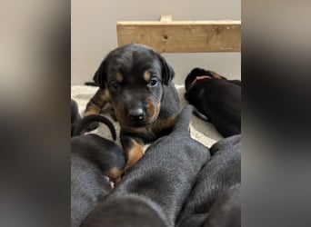 Dobermann Welpen  1  schwarzer Rüde und 1 schwarze Hündin verfügbar