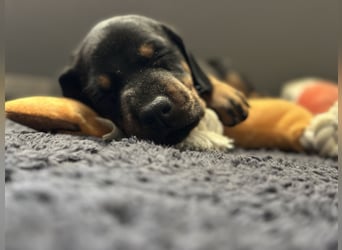 Dobermann Welpen  1  schwarzer Rüde und 1 schwarze Hündin verfügbar