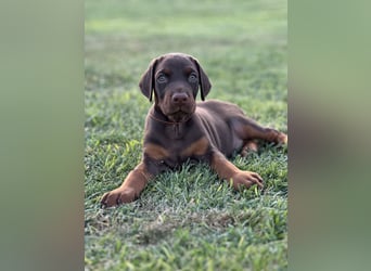 Brauner Dobermann Rüde aus international erfolgreicher FCI-Zucht – Nero di Angelo