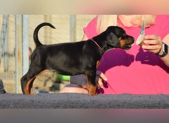 Brauner Dobermann Rüde aus international erfolgreicher FCI-Zucht – Nero di Angelo