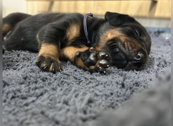 Dobermann Welpen  1  schwarzer Rüde und 1 schwarze Hündin verfügbar