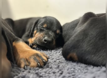 Dobermann Welpen  1  schwarzer Rüde und 1 schwarze Hündin verfügbar
