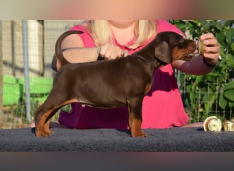 Brauner Dobermann Rüde aus international erfolgreicher FCI-Zucht – Nero di Angelo