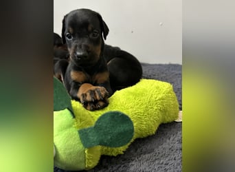 Dobermann Welpen  1  schwarzer Rüde und 1 schwarze Hündin verfügbar